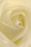 This close-up draws you gently into the heart of an elegant cream-white rose, as if enveloped within its tender spirals. The petals unfurl with a soft, luminous quality, each edge kissed with subtle shadow that highlights their graceful movement. The atmosphere is peaceful, capturing the serenity that early mornings bring as sunlight dances through the streets of Barking and across Central Park. The composition exudes an emotional stillness, mirroring those heartfelt gestures exchanged during times of sympathy, admiration, or new beginnings. The rose's delicate fragrance seems almost tangible-a sweet, quiet perfume that soothes and reassures. From this perspective, you sense not only the artistry but also the thoughtful intent behind choosing such a bloom-one shaped by skilled local florists who understand the significance of every arrangement crafted for Barking's community. This image captures the respect, care, and warmth that Flowers Barking brings to marking life's most significant and heartfelt occasions.